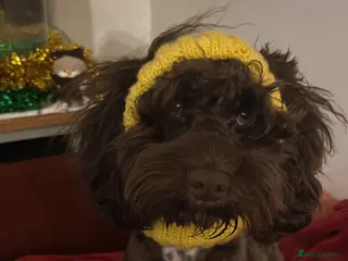 Cockapoo dogs Cockapoo for stud (not for sale ) - Advert 1