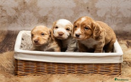 Cocker Spaniel dogs for sale: Last pup Working Cocker Spaniel Puppies! 🐶 in Chatteris - Image 8