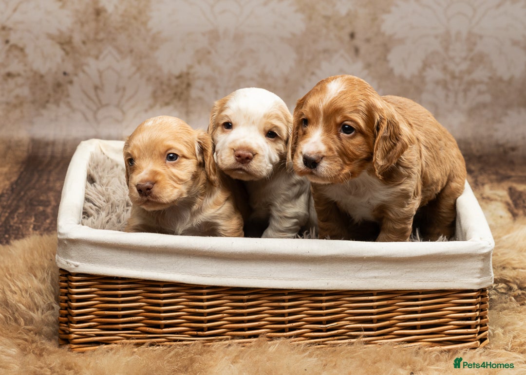 Cocker Spaniel dogs for sale: Last pup Working Cocker Spaniel Puppies! 🐶 in Chatteris - Image 8