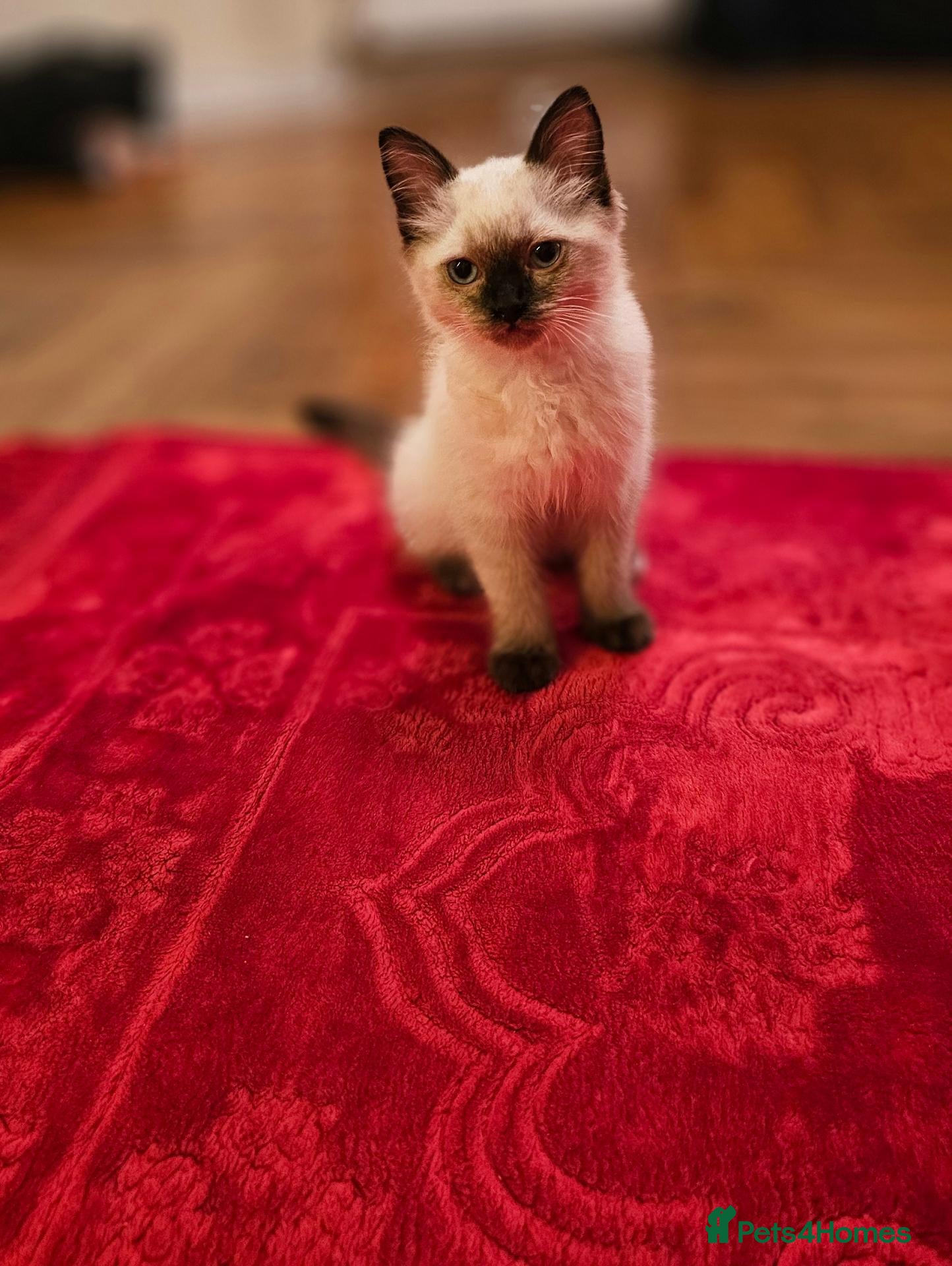 Ragdoll cats Finding new home for Milo - Advert 4