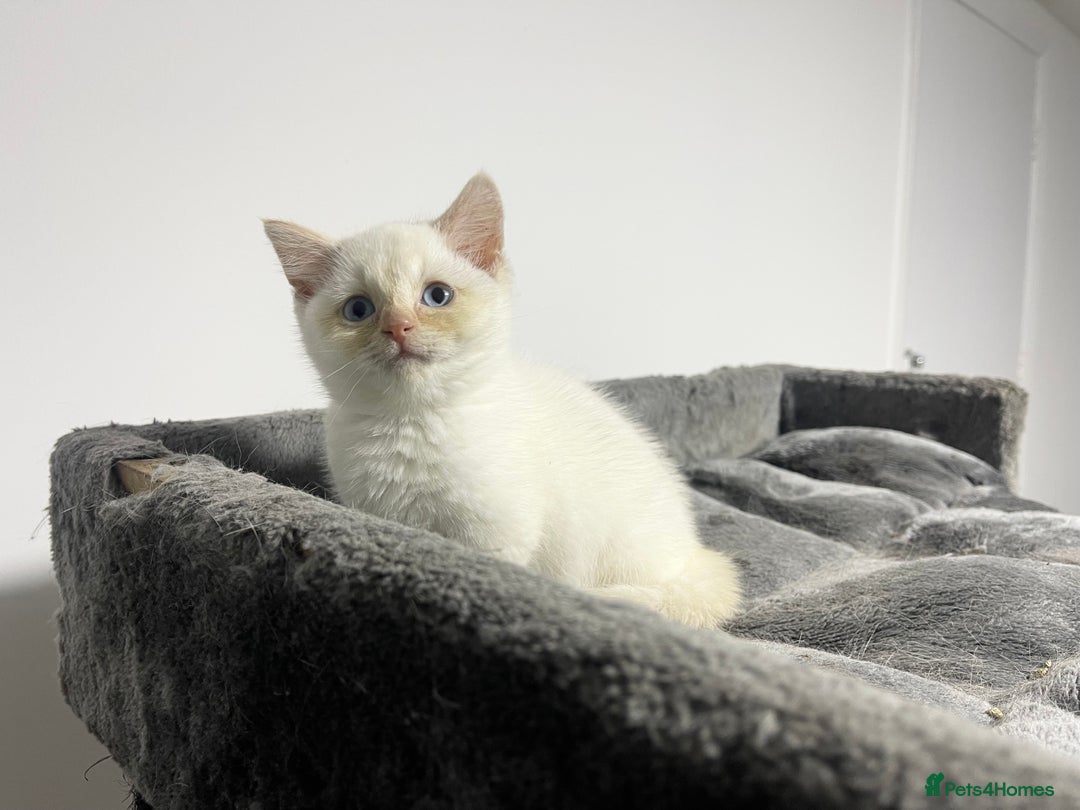 British Shorthair cats for sale: White british shorthair GIRL with blue eyes - Advert 7