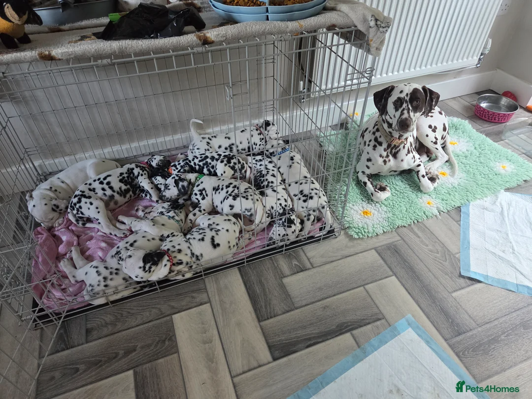 Dalmatian dogs for sale: Gorgeous pups READY NEXT WEEK! in Wakefield - Advert 17
