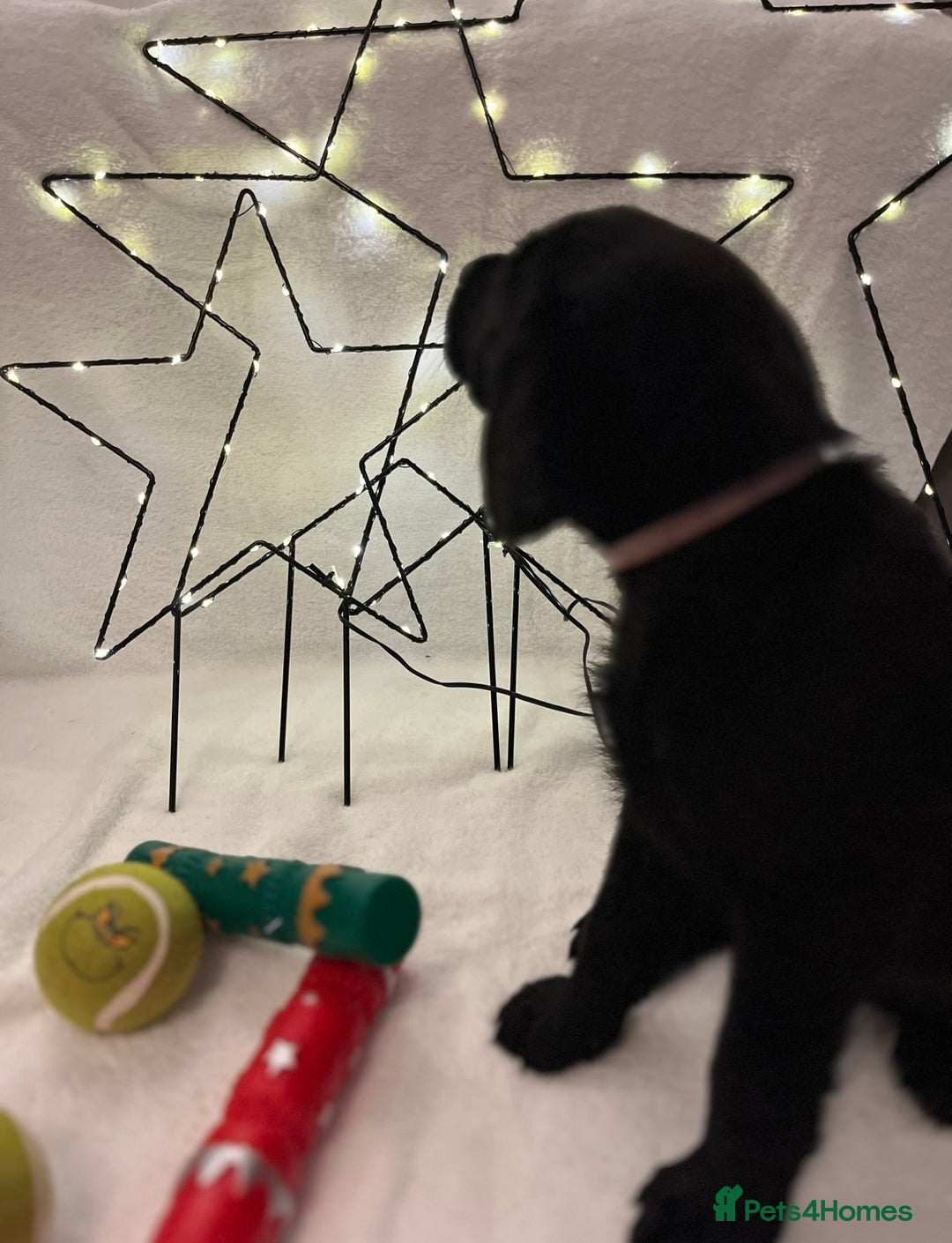 Labrador Retriever dogs for sale: Beautiful labs available  - Advert 6