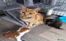 Mixed Breed cats for sale: Last female kitten - Image 5
