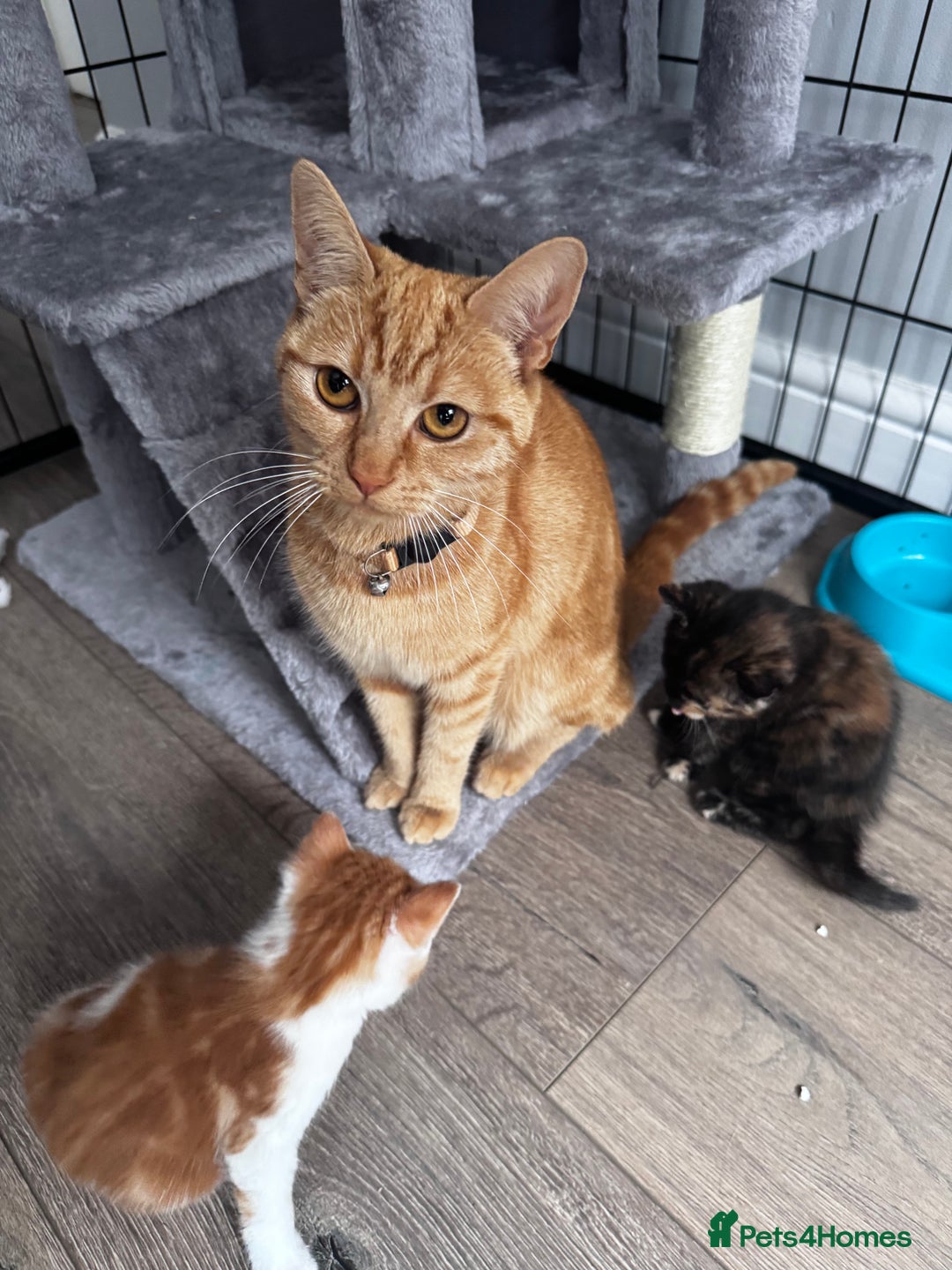 Mixed Breed cats for sale: Last female kitten - Image 5
