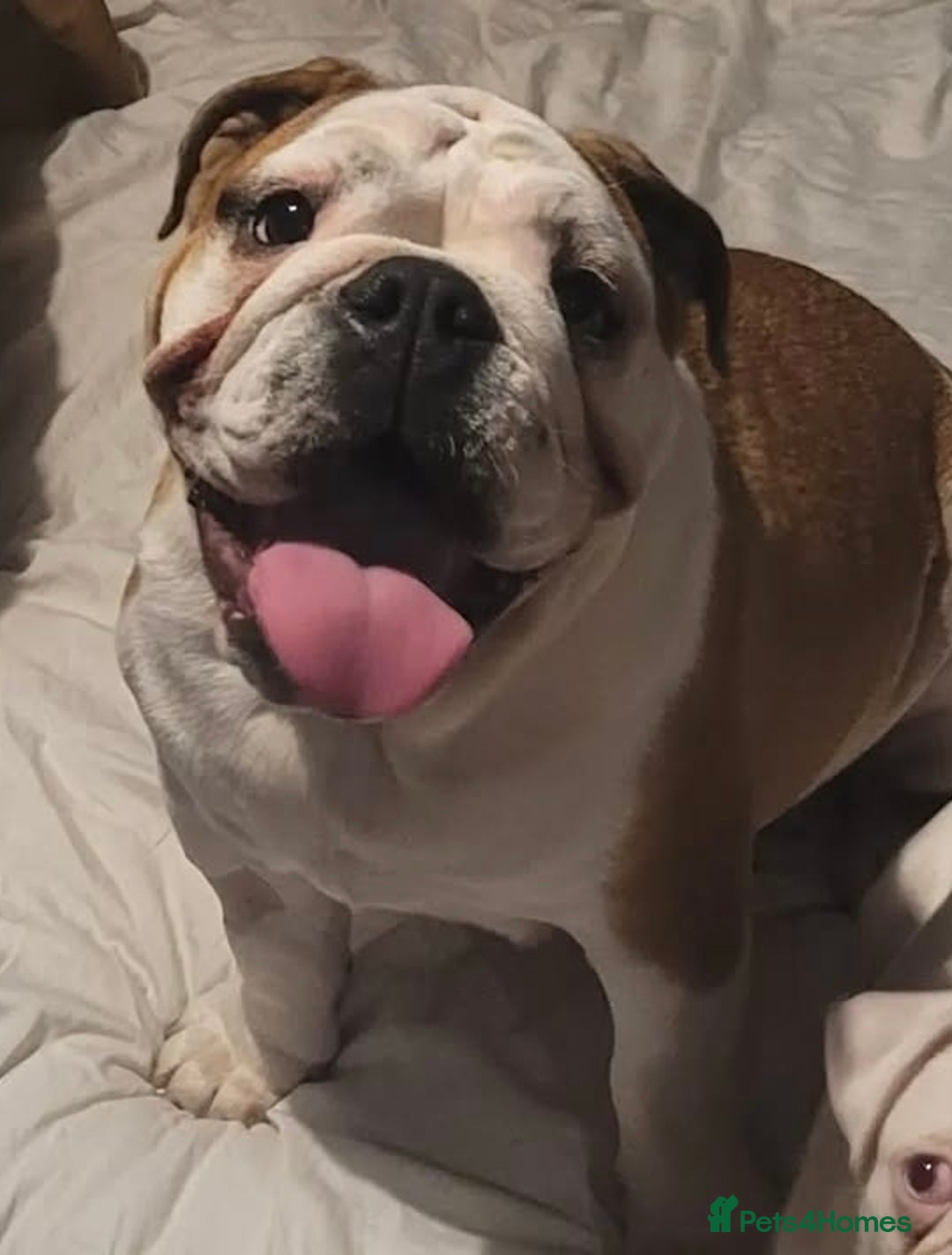 English Bulldog dogs for sale: Adult English bulldog female - Advert 3