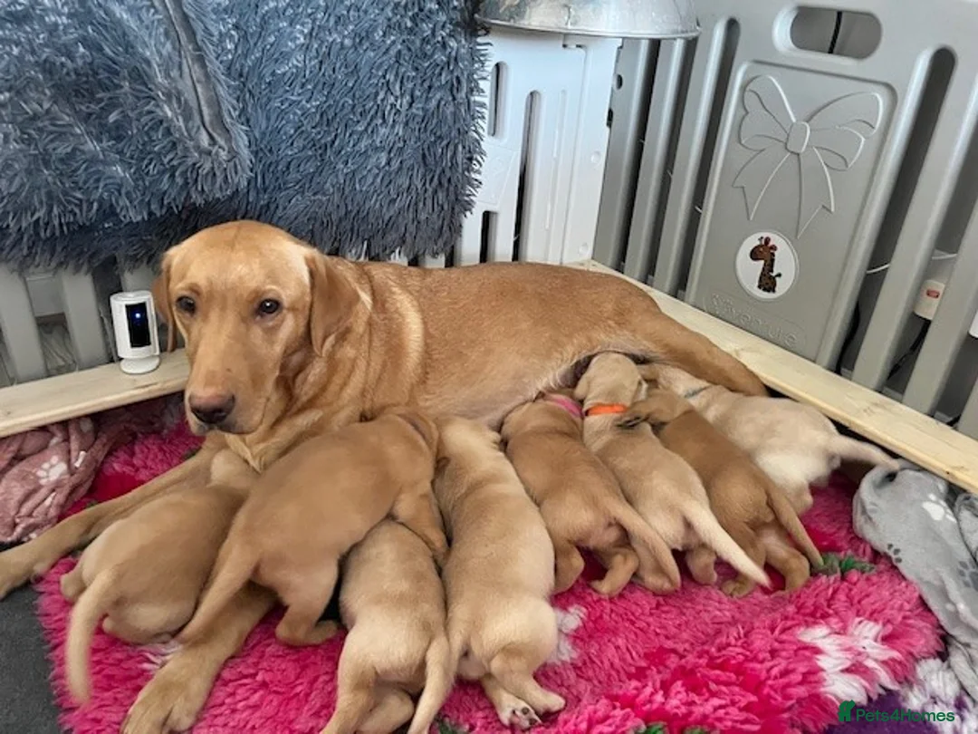 Labrador Retriever dogs for sale: Beautiful Labrador girl for sale  - Advert 4