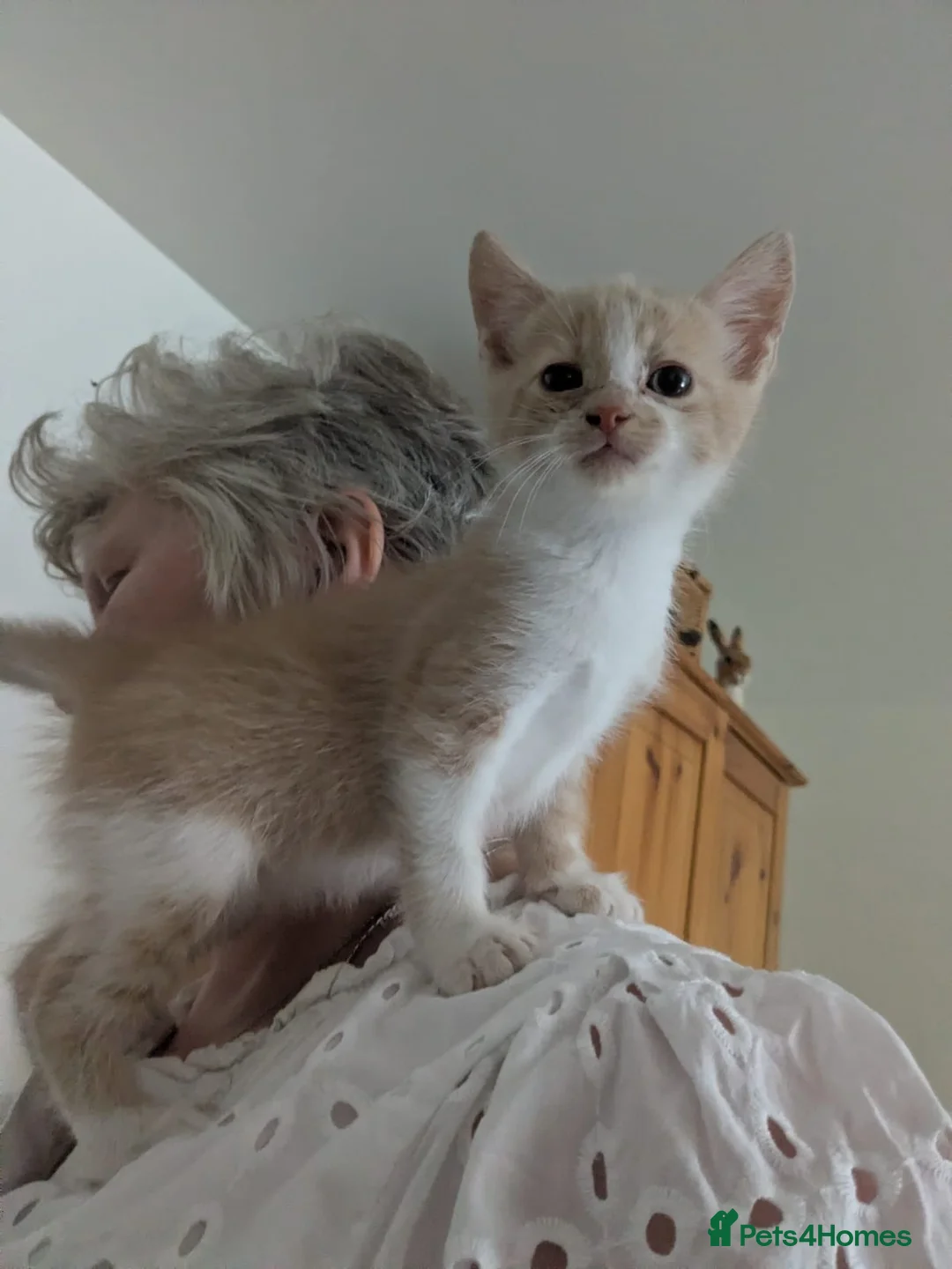 Mixed Breed cats for sale: Three pretty kittens for sale  in York - Advert 2