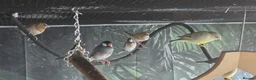 Mixed Breed birds for sale: Mixed aviary birds in Newton Abbot - Advert 8