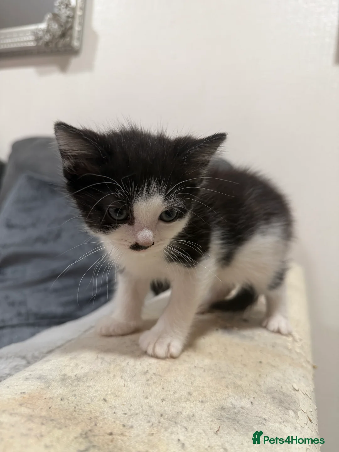 American Shorthair cats for sale: 5 beautiful kittens for sale  - Advert 5