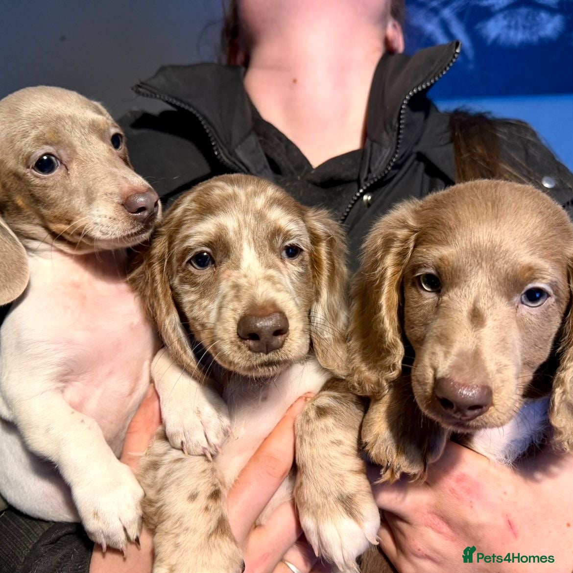 Miniature Dachshund dogs Miniature Dachshund Pups For Sale ❤️  - Advert 6