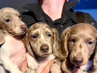 Miniature Dachshund dogs Miniature Dachshund Pups For Sale ❤️ - Advert 6