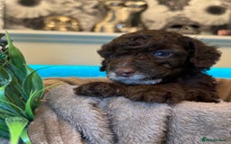 Cockapoo dogs for sale: Miniature Cockapoo Multi Generation  in Darwen - Image 35
