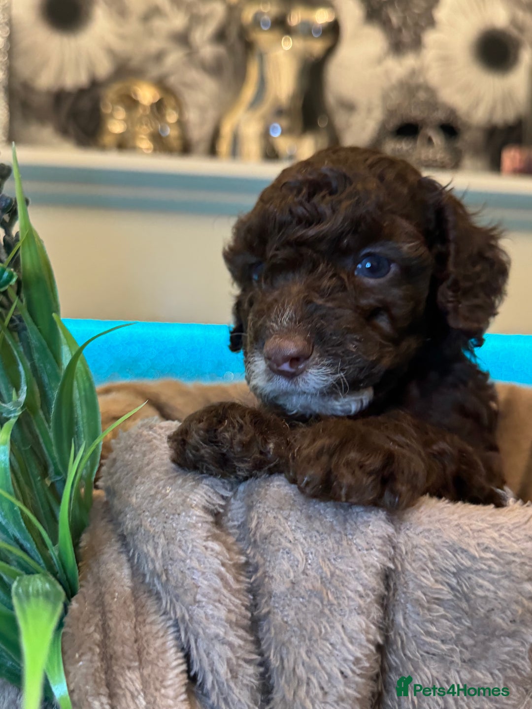 Cockapoo dogs for sale: Miniature Cockapoo Multi Generation  in Darwen - Image 35