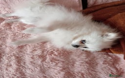 Pomeranian dogs for stud: Ozi Ready to meet - Image 3