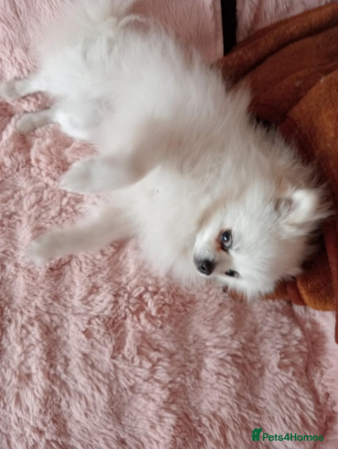 Pomeranian dogs for stud: Ozi Ready to meet - Image 3
