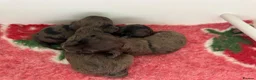Doxiepoo dogs for sale: Ready 6th October 2 girls 2 boy Doxiepoos  - Advert 4