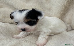 Biewer Terrier dogs for sale: Beautiful biewer terrier puppies 🩷 - Image 23