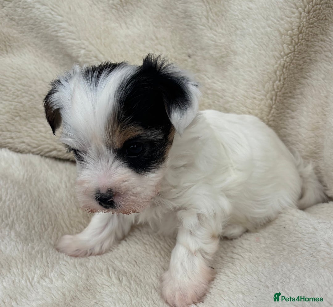 Biewer Terrier dogs for sale: Beautiful biewer terrier puppies 🩷 - Image 23