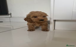 Cockapoo dogs for sale: cockapoo puppies  - Image 23