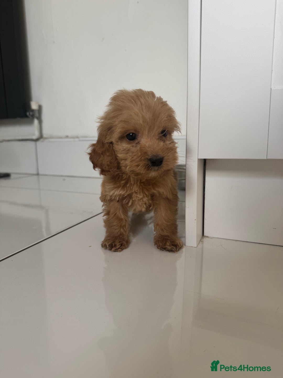 Cockapoo dogs for sale: cockapoo puppies  - Image 23