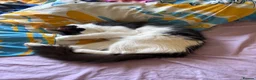 Mixed Breed cats for sale: 🐱Adordable Turkish Van x Ragdoll Kittens🐱 - Advert 2