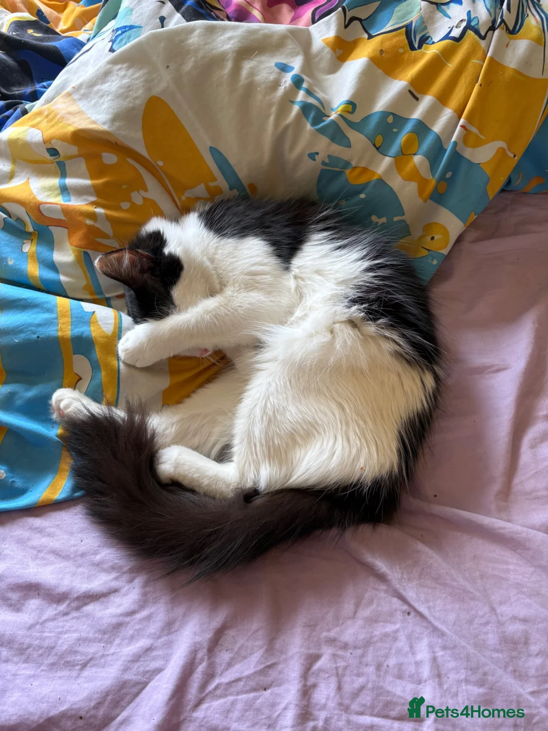 Mixed Breed cats for sale: 🐱Adordable Turkish Van x Ragdoll Kittens🐱 - Advert 2