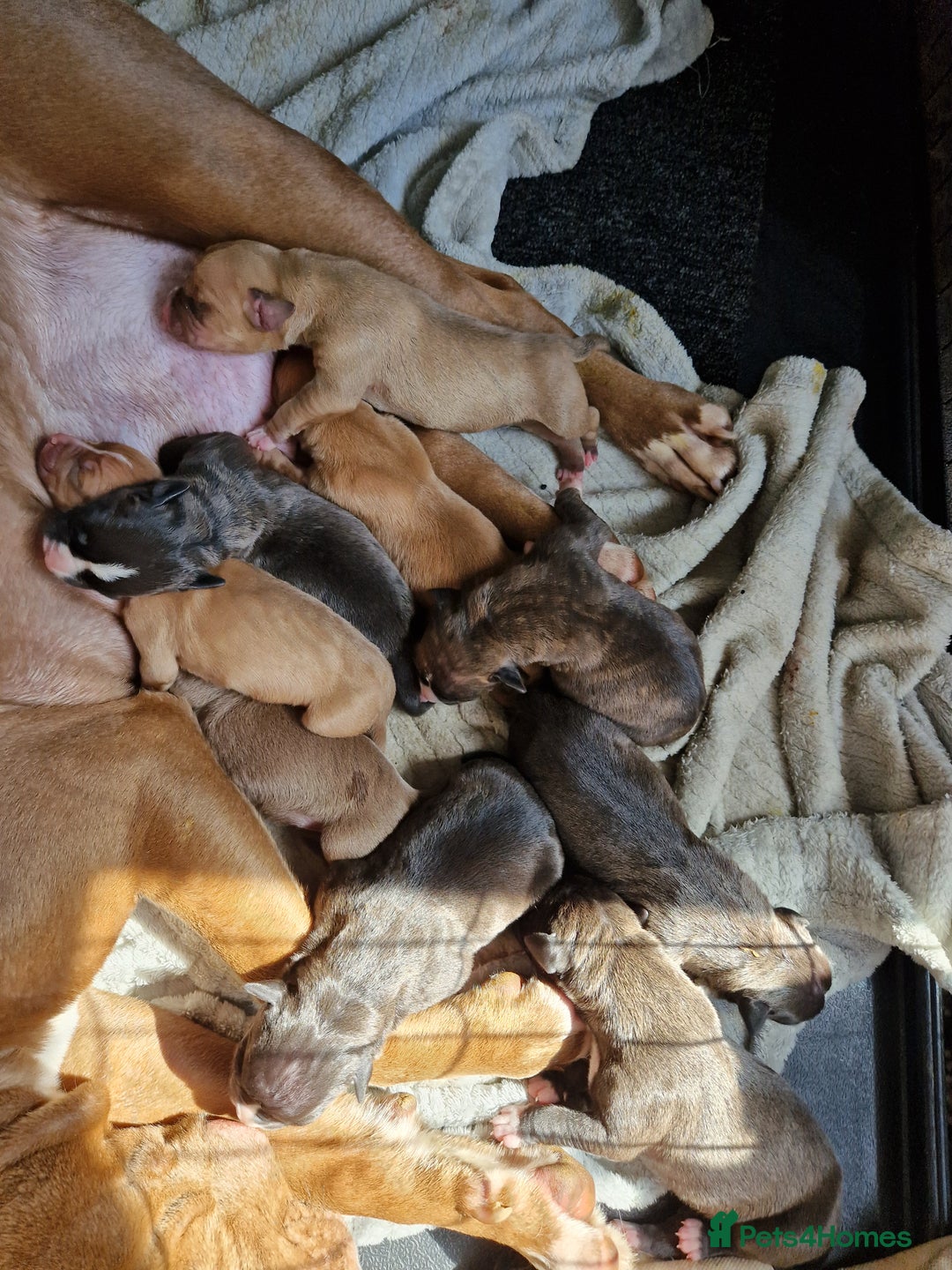 Mixed Breed dogs for sale: Presa/American Johnson bulldog - Image 9