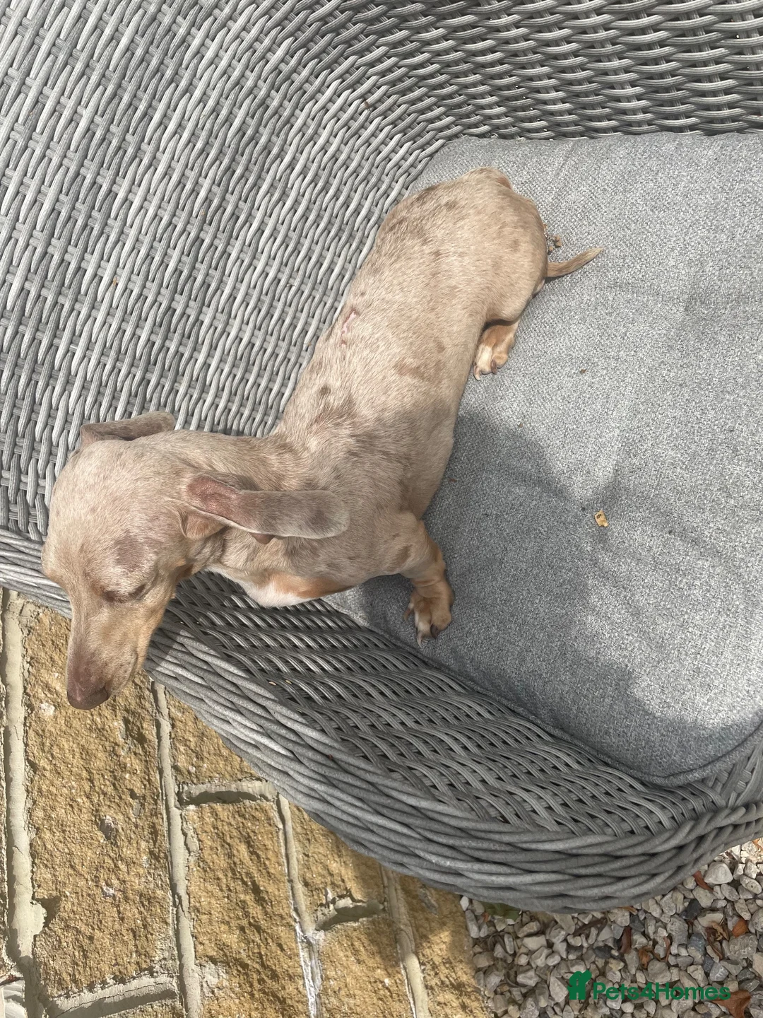 Miniature Dachshund dogs for sale: 3 dapple girls for sale  - Advert 2