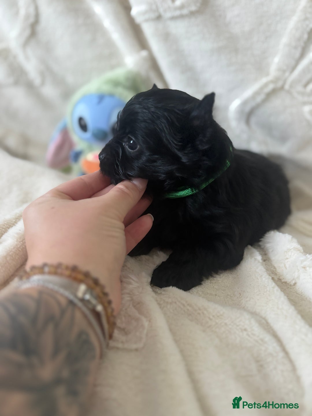 Yorkshire Terrier dogs for sale: Mini Black Yorkshire terriers puppies  - Advert 16