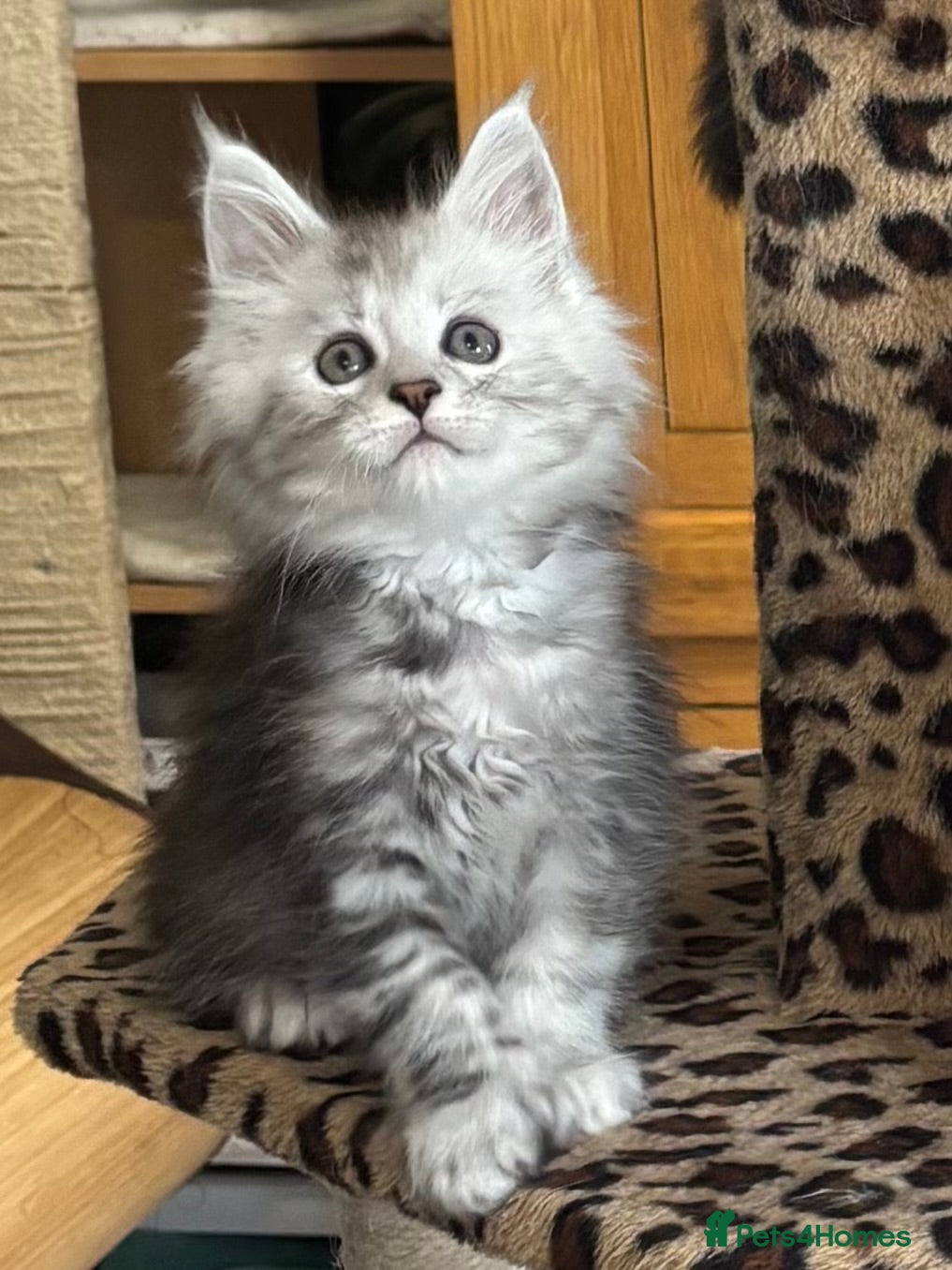 Maine Coon cats Tica registered polydactyl Maine coons  - Advert 16