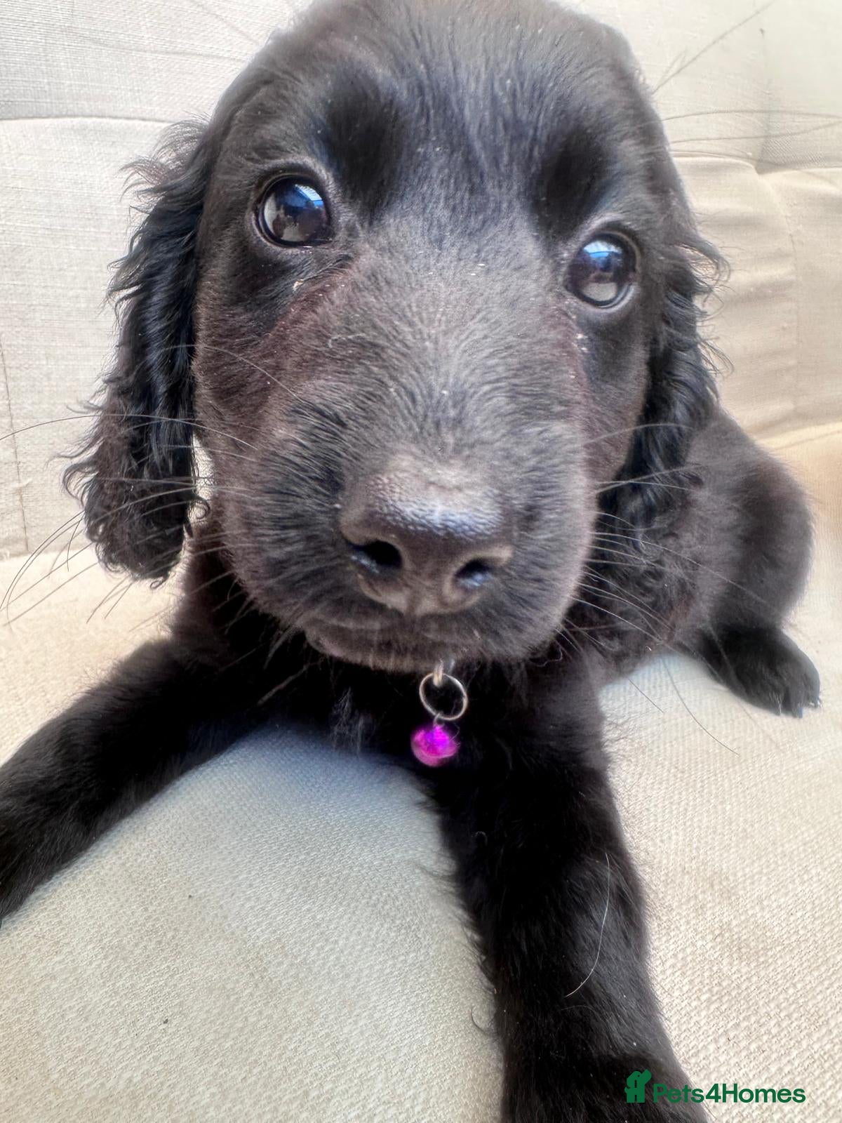 Cockapoo dogs Black Cockapoo puppies for sale 🤍 - Advert 16