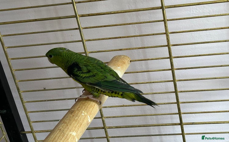 Parakeets birds - Advert 6