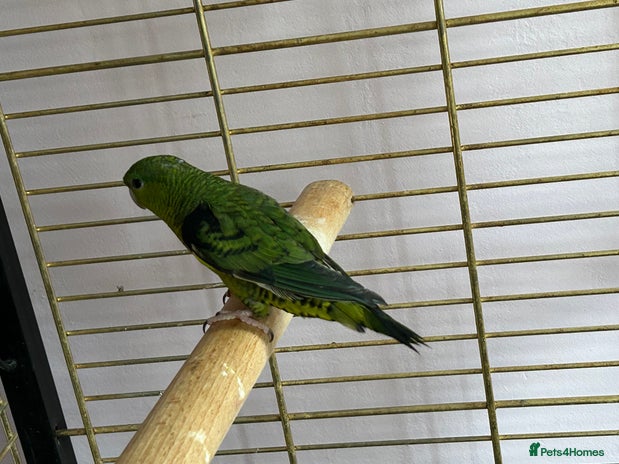 Parakeets birds - Advert 3