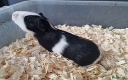 Guinea Pig rodents for sale: Baby Male Guinea Pigs  - Image 6