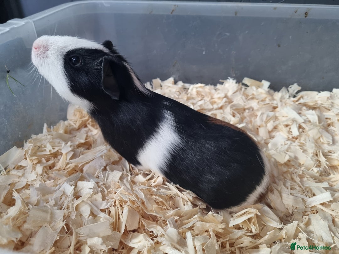 Guinea Pig rodents for sale: Baby Male Guinea Pigs  - Image 6