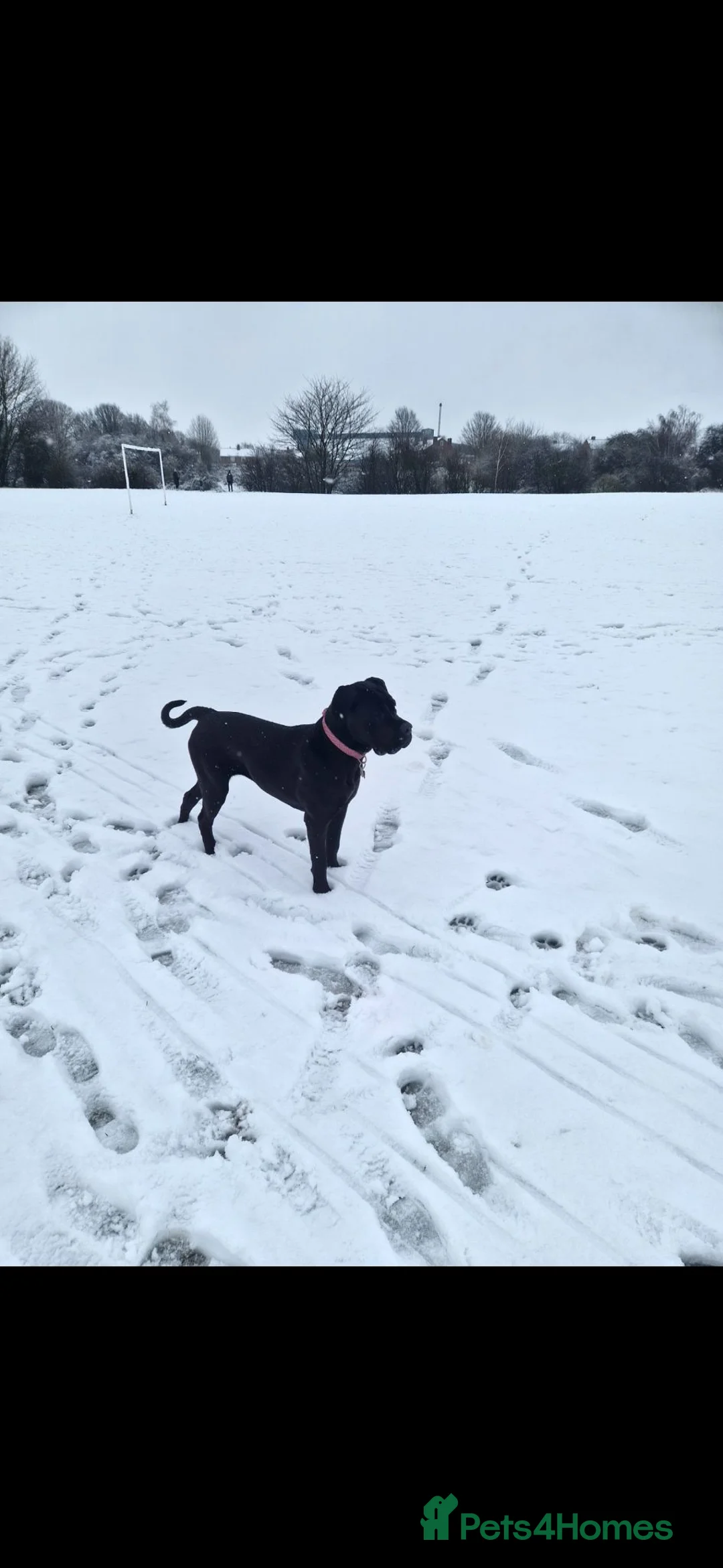 Cane Corso dogs for sale: Cane corso 2 years old - Advert 3