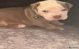 American Bulldog dogs for sale: 11 beautiful American bulldogs puppies. - Image 12