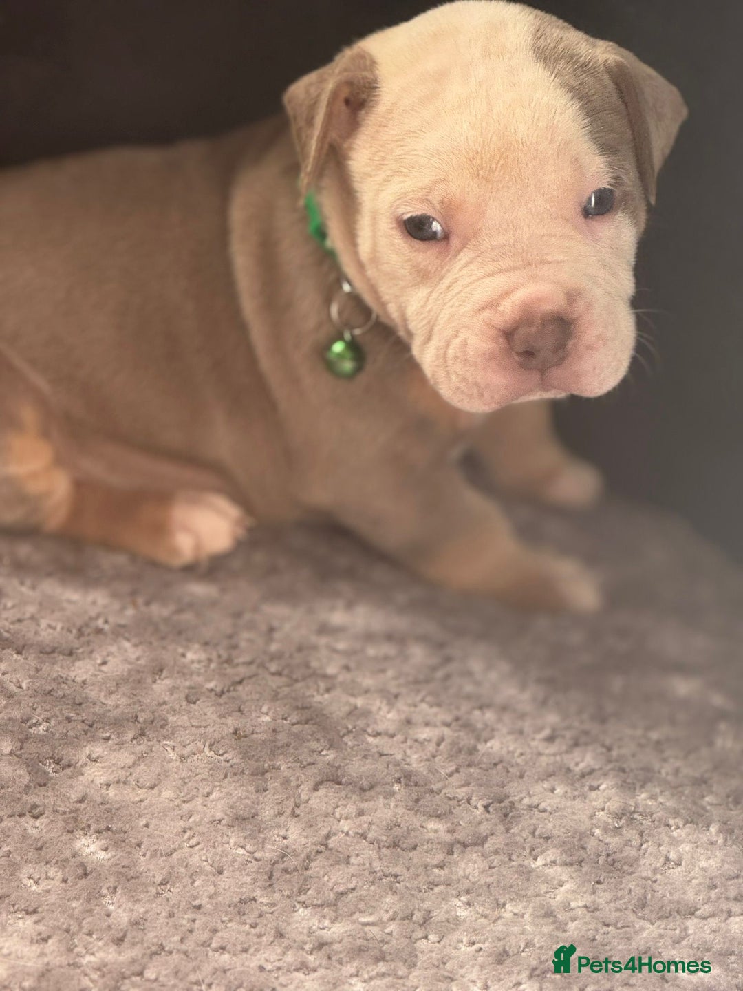American Bulldog dogs for sale: 11 beautiful American bulldogs puppies. - Image 12