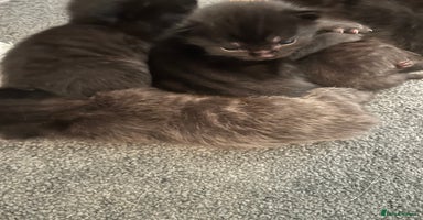 Mixed Breed cats - Advert 8