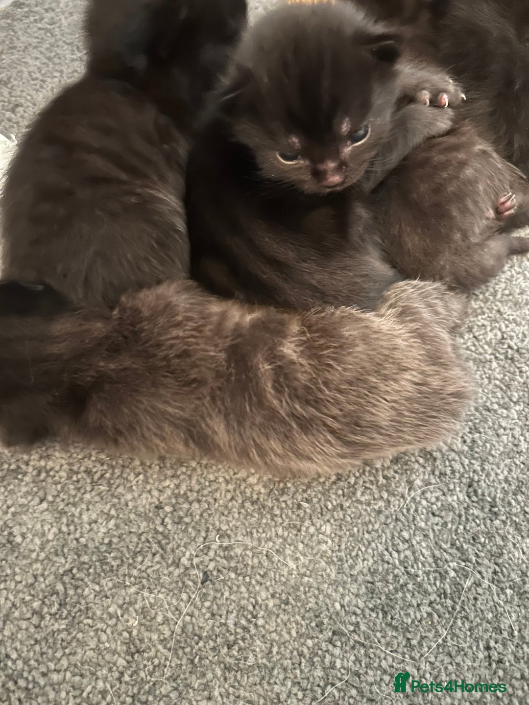 Mixed Breed cats for sale: Our beautiful cat has had a beautiful litter!  - Image 2