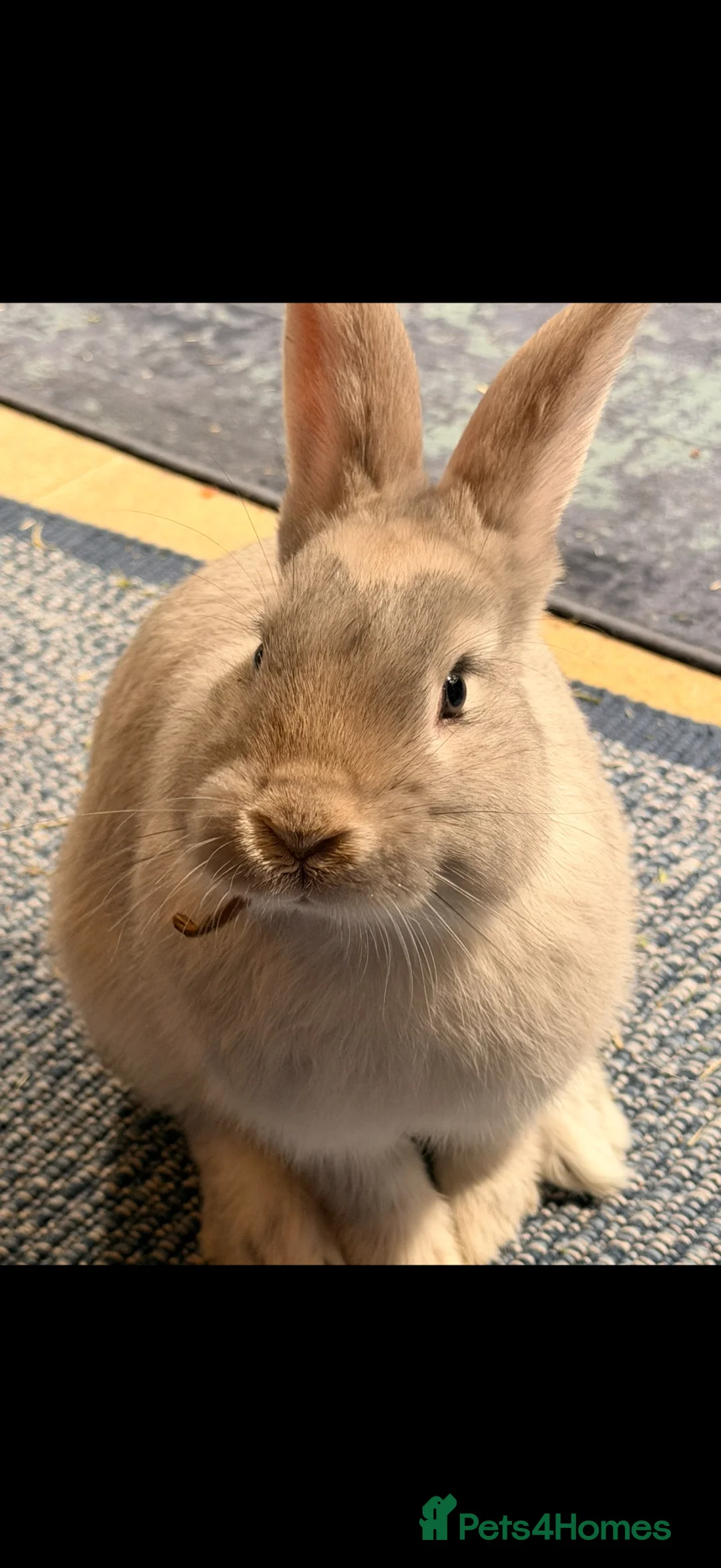 Continental Giant rabbits for sale: Continental giant rabbit buck in Sheffield - Advert 2