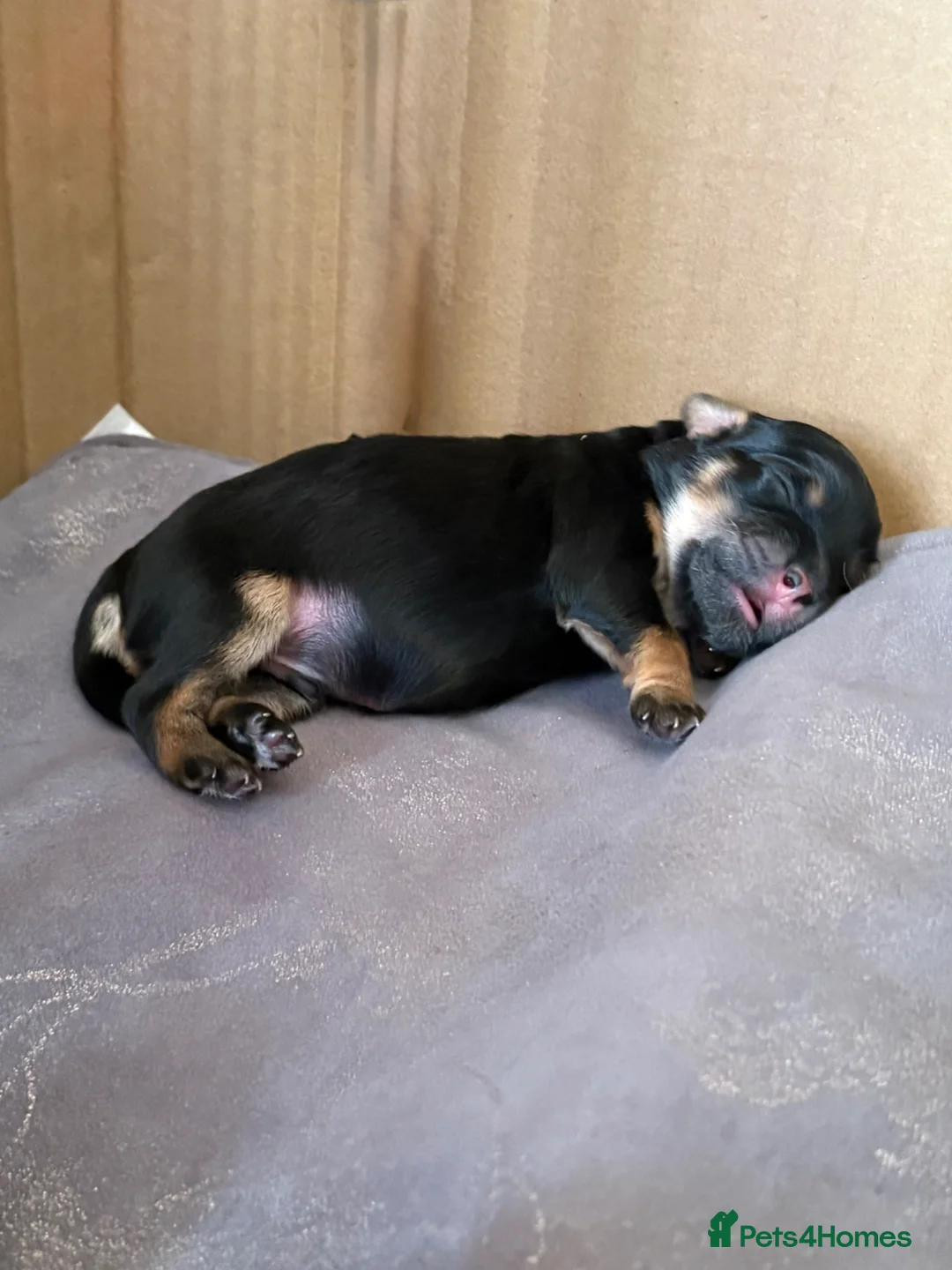 Maltipoo dogs for sale: Tiny maltipoo 1 phantom boy  in Stevenage - Advert 2