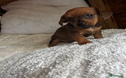 Miniature Dachshund dogs for sale: Miniature dachshunds - Image 9