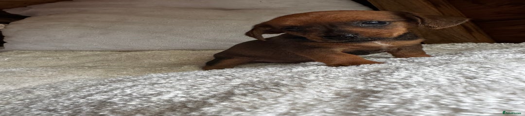 Miniature Dachshund Puppy 4