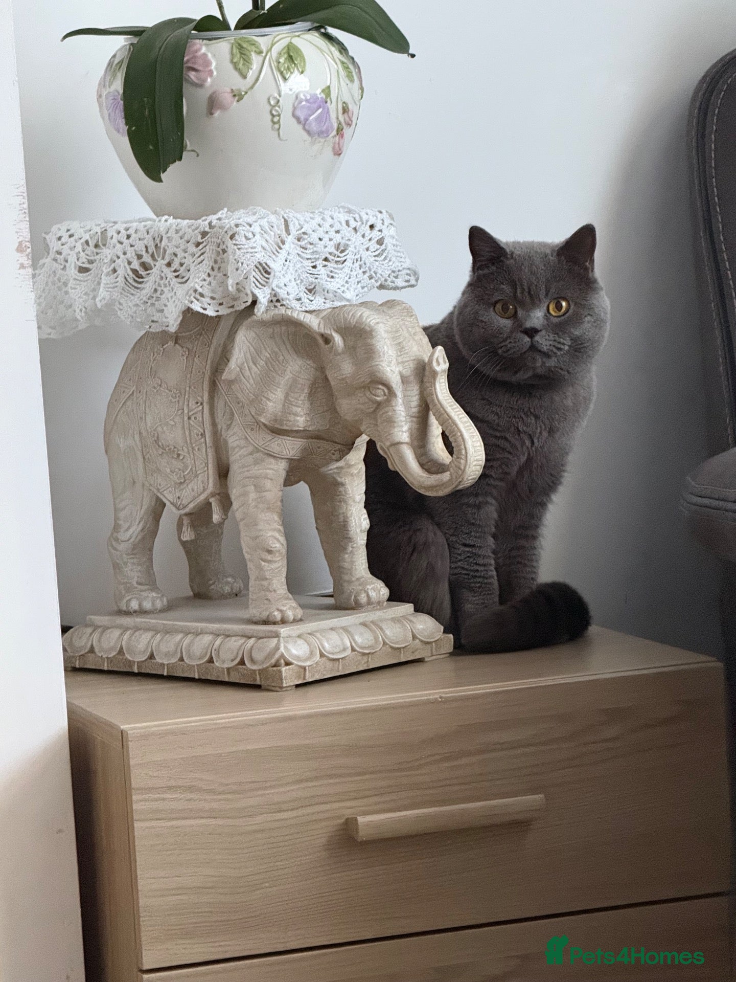 British Shorthair cats GCCF Active British shorthair male  - Advert 1