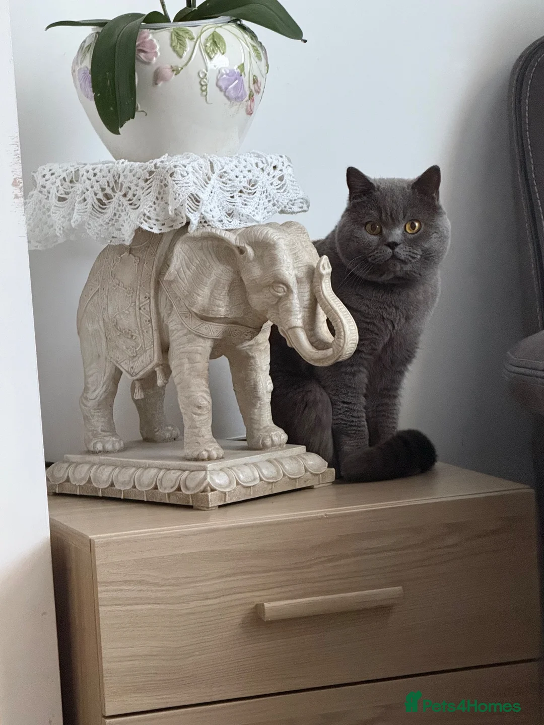British Shorthair cats for sale: GCCF Active British shorthair male  - Advert 1