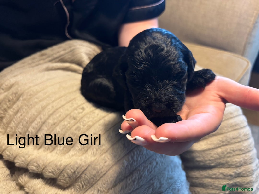 Goldendoodle dogs for sale: 12 Stunning Goldendoodles - Image 5