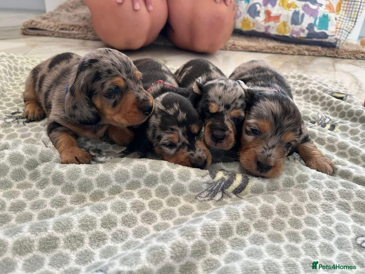 Miniature Dachshund dogs Each One Totally Unique! - Advert 1