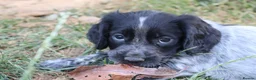 Cocker Spaniel dogs for sale: Working cockers  - Advert 13